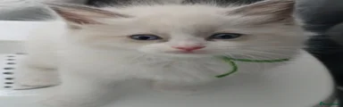 Ragdoll Kitten 1