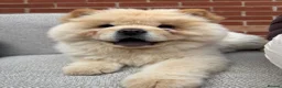 Chow Chow dogs for sale: Adorable Chow Chow in Northampton - Advert 2