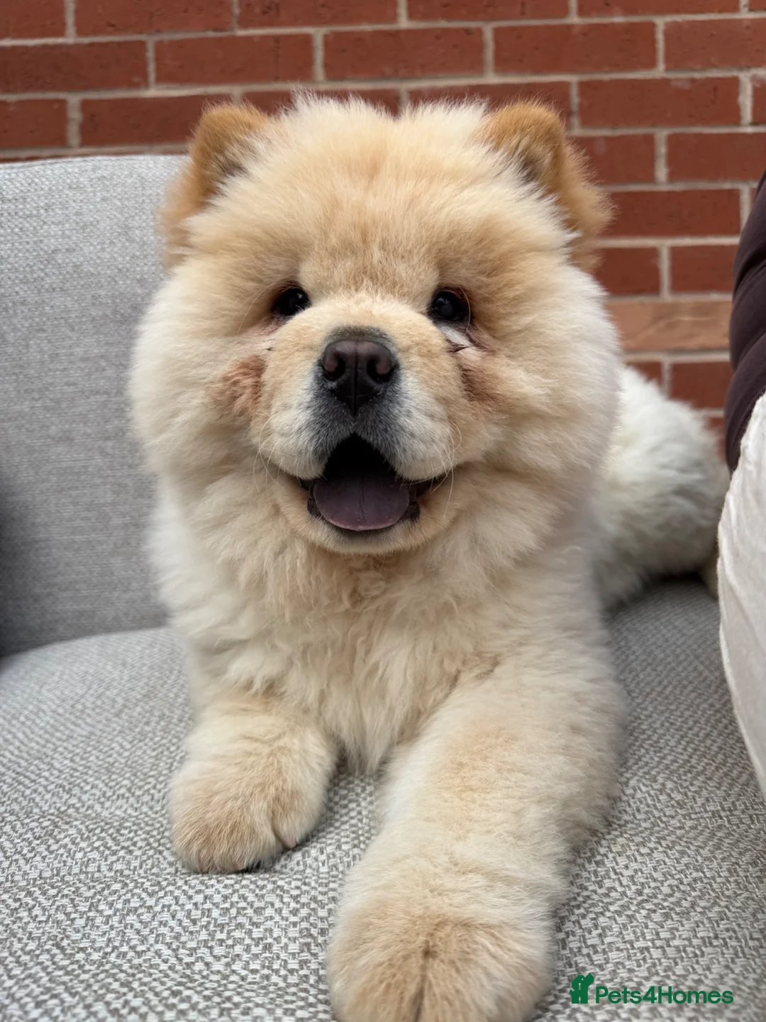 Chow Chow dogs for sale: Adorable Chow Chow in Northampton - Advert 2