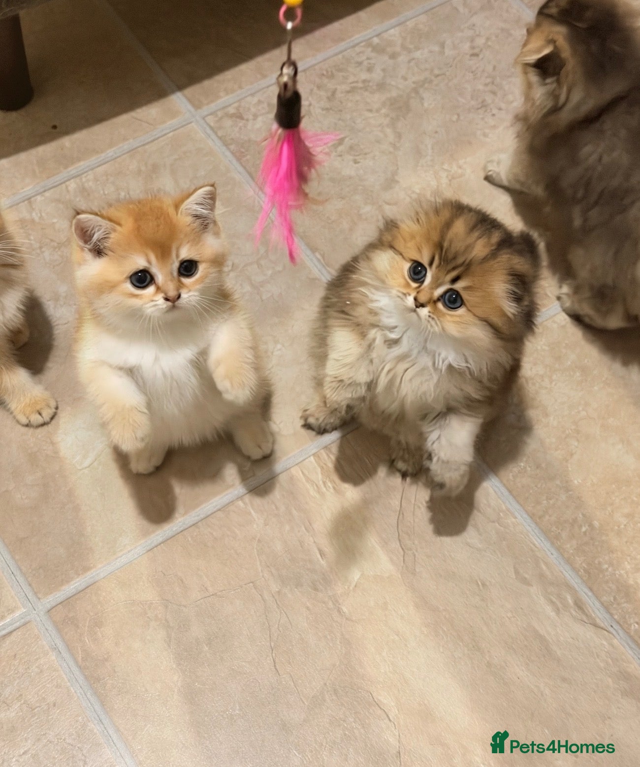 Scottish Fold cats Teddy Bear Scottish / Persian cross Fold Kittens  - Advert 1