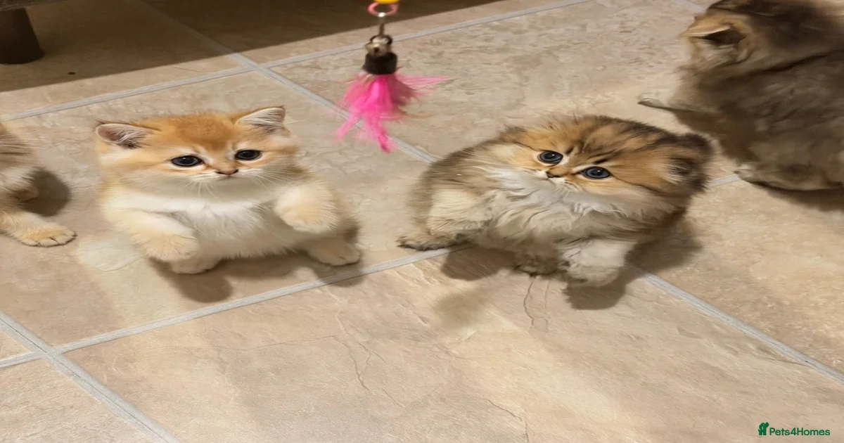 Teddy Bear Scottish / Persian cross Fold Kittens for sale in London ...