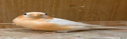 Finches birds for sale: Siberian bullfinches  in South Ockendon - Advert 2