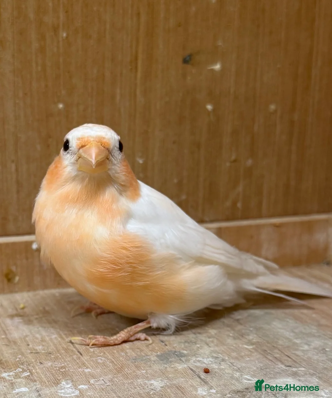 Finches birds for sale: Siberian bullfinches  in South Ockendon - Advert 2