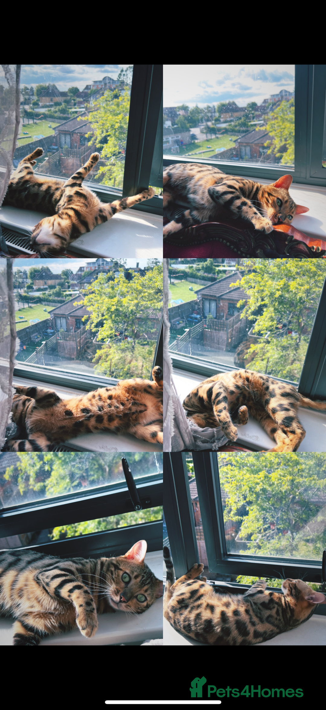 Bengal cats for sale: King is not only cat is a main character! - Image 4