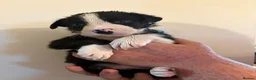 Border Collie dogs for sale: border coller puppy  - Advert 5