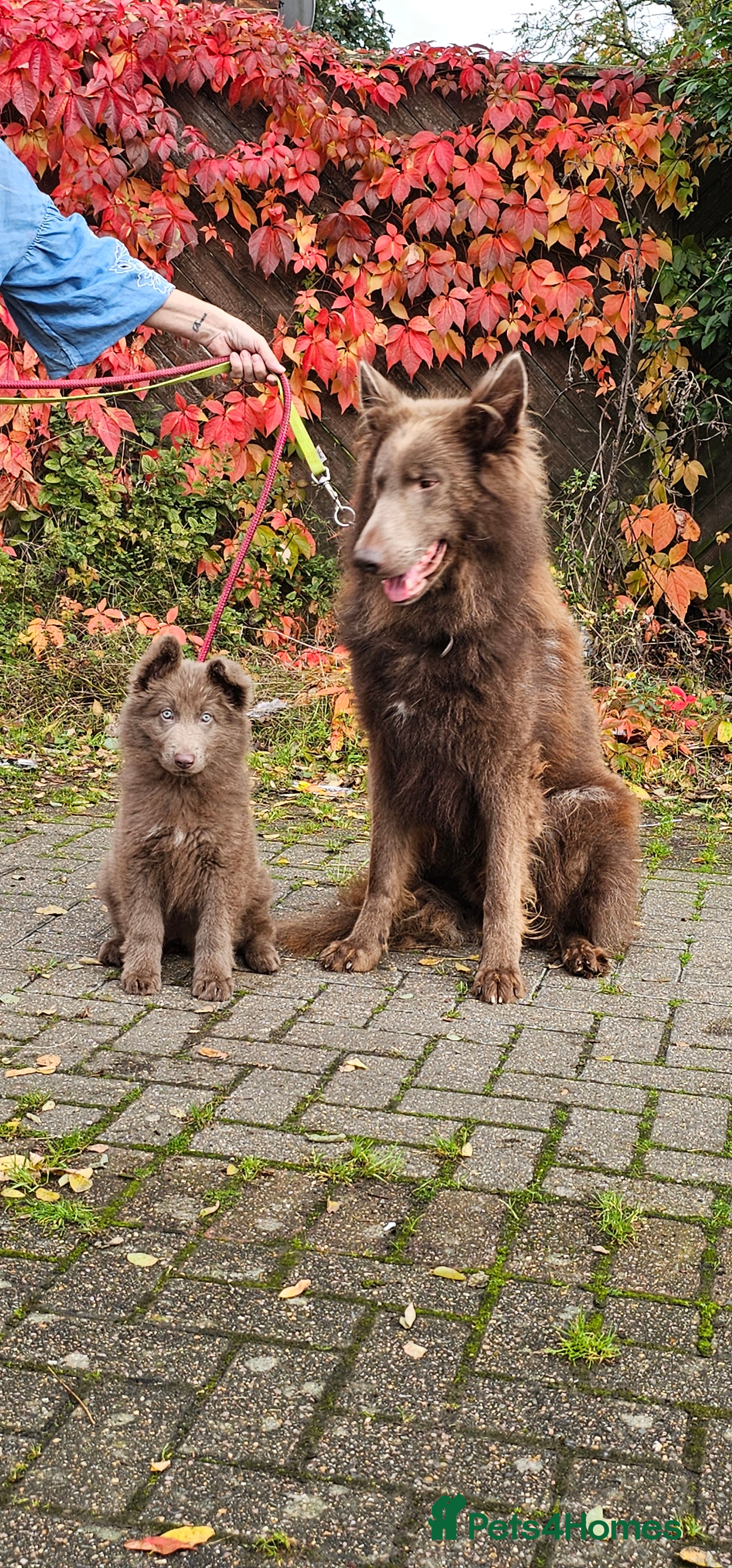 German Shepherd dogs Kc health tested solid isabella gsd in Bedford - Advert 5