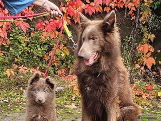 German Shepherd dogs Kc health tested solid isabella gsd in Bedford - Advert 15