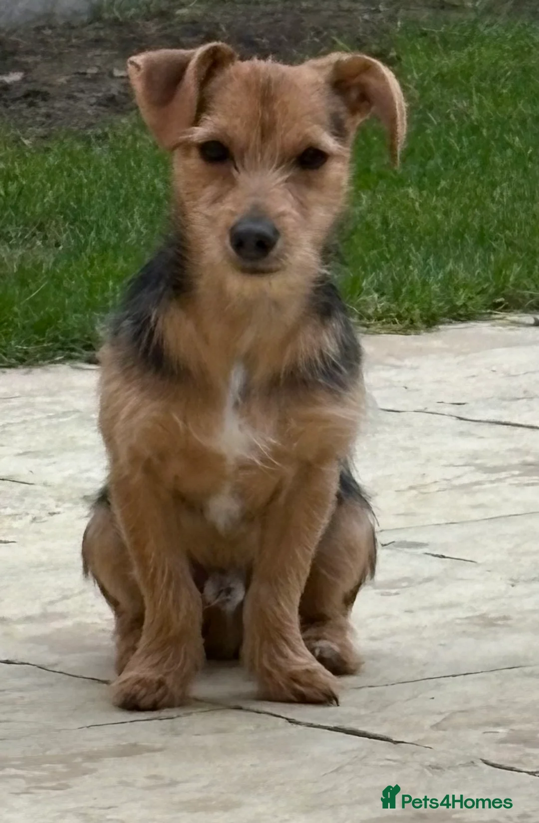Jack Chi dogs for sale: Jack Russell/ chihuahua  - Advert 1
