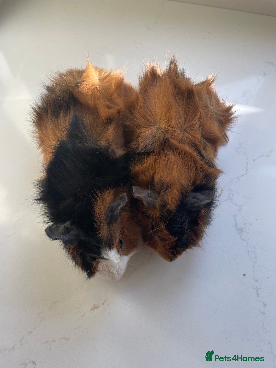 Guinea Pig rodents for sale: Beautiful baby Abyssinian Guinea Pigs - Advert 8