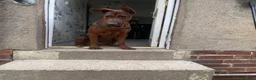 Chinese Red Dog dogs for sale: Chinese red dog puppies due 26/08/2026  - Advert 1