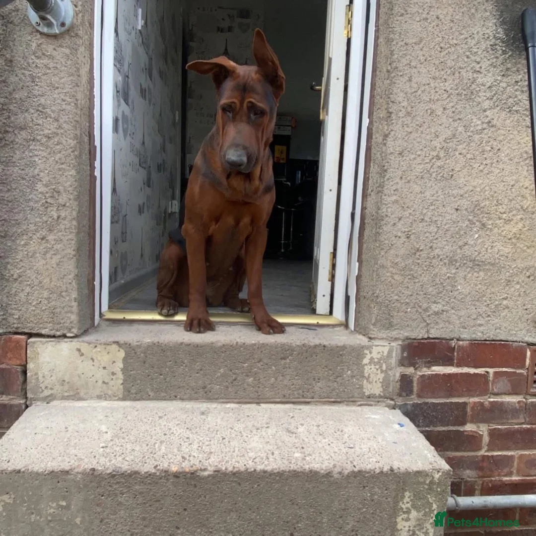 Chinese Red Dog dogs for sale: Chinese red dog puppies due 26/08/2026  - Advert 1