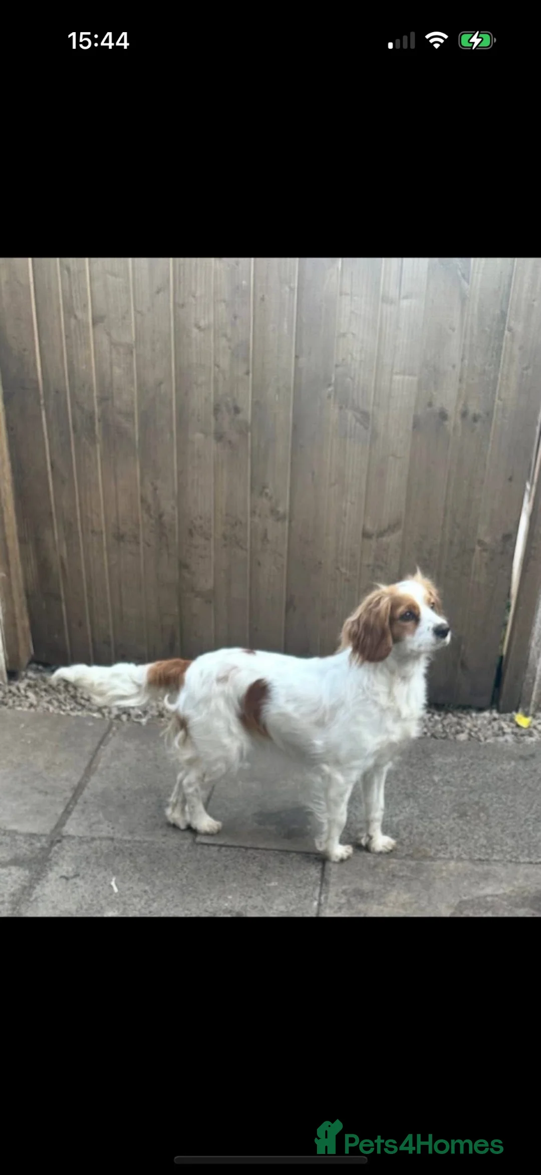 Cockalier dogs for sale: Cockalier adult female  - Advert 1