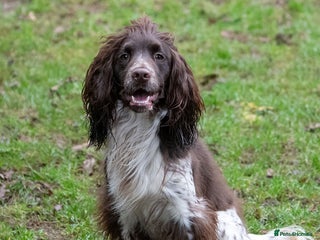 Cocker Spaniel dogs in Ipswich - Advert 3