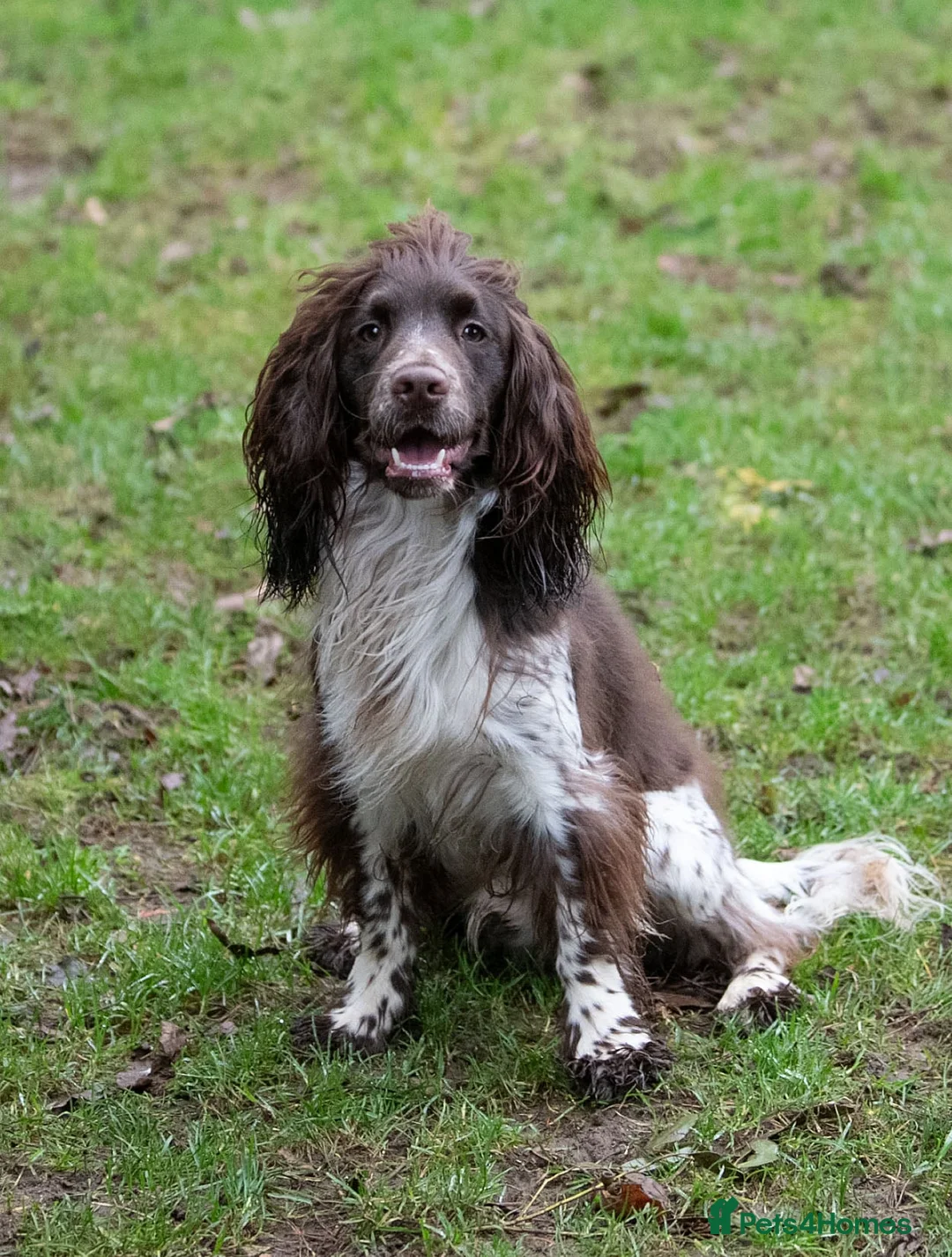 Cocker Spaniel dogs for stud: Hawkvalley kracken of Cedarose at stud in Ipswich - Advert 1