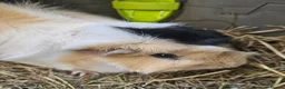 Guinea Pig rodents for sale: Beautiful sow needing a new partner and home  - Advert 2