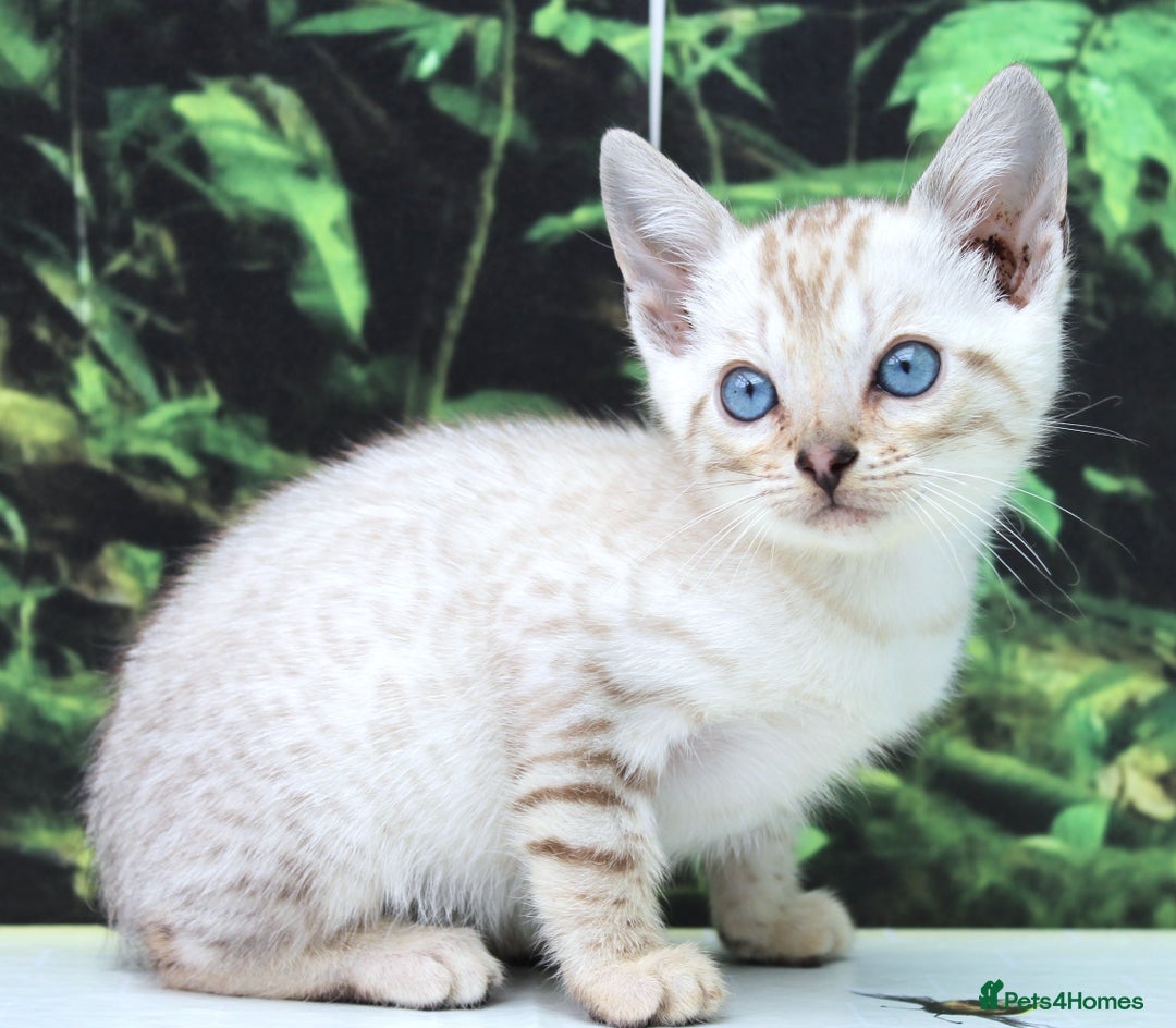 Bengal cats for sale: CUTE SNOW LYNX BENGAL KITTENS (TICA REG) - Image 8