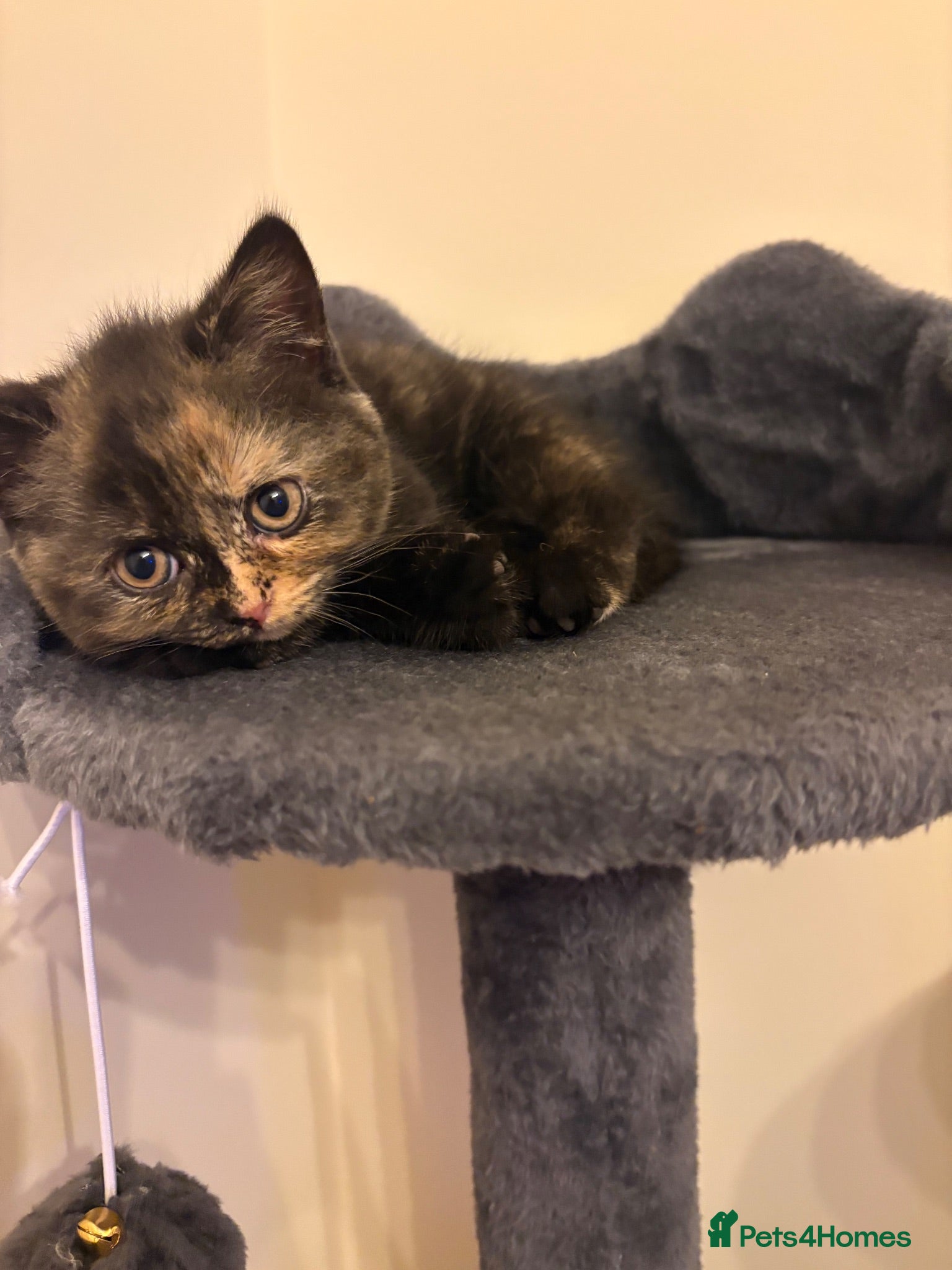 British Shorthair cats 2 girls / GCCF - BSH - looking for forever homes  - Advert 12