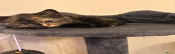 British Shorthair cats for sale: GCCF - BSH Girls - looking for forever homes  - Advert 7