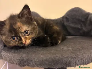 British Shorthair cats 2 girls / GCCF - BSH - looking for forever homes - Advert 12