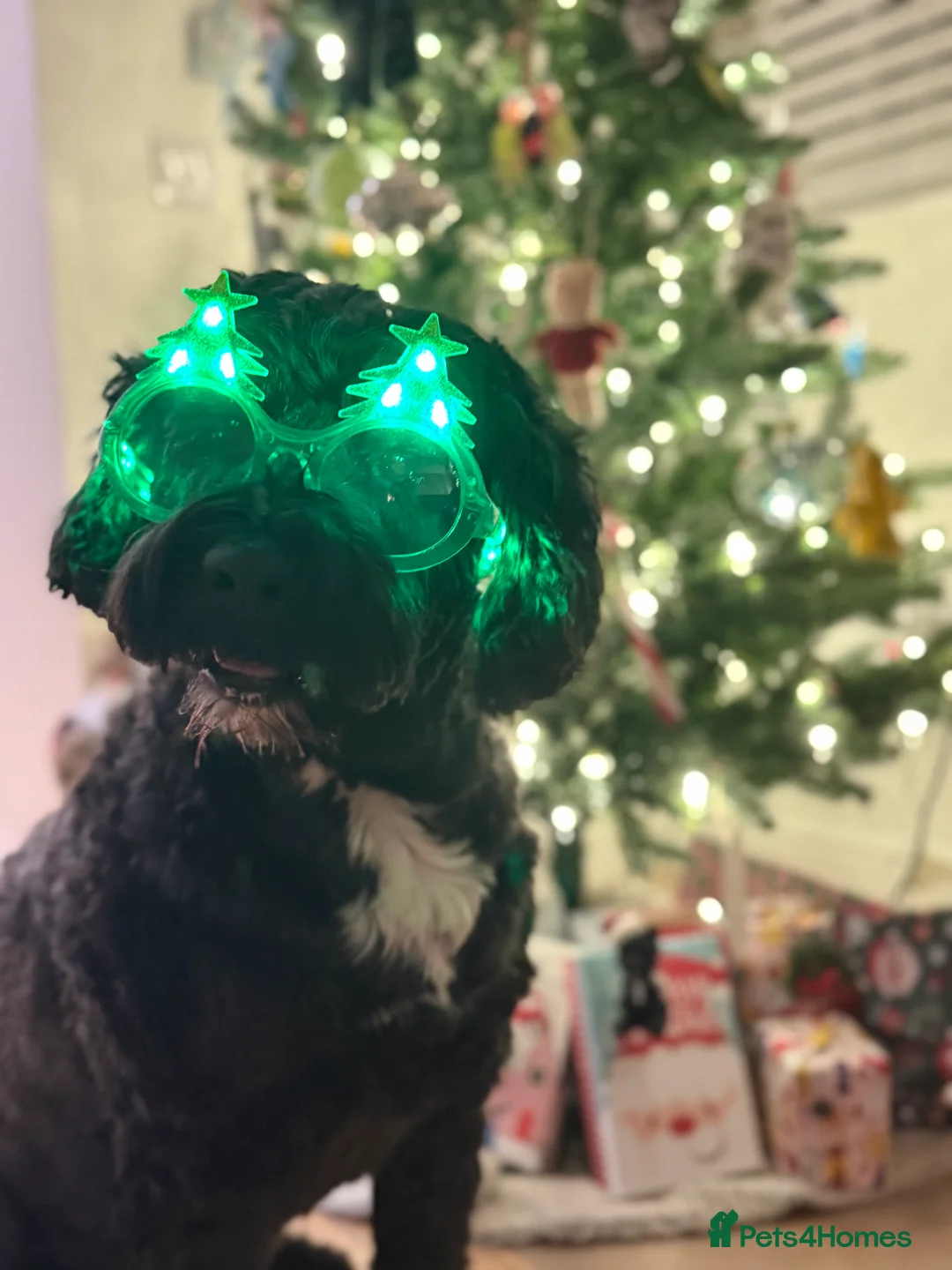 Portuguese Water Dog dogs for stud: Stud muffin lookin for lovin in Cambridge - Advert 3