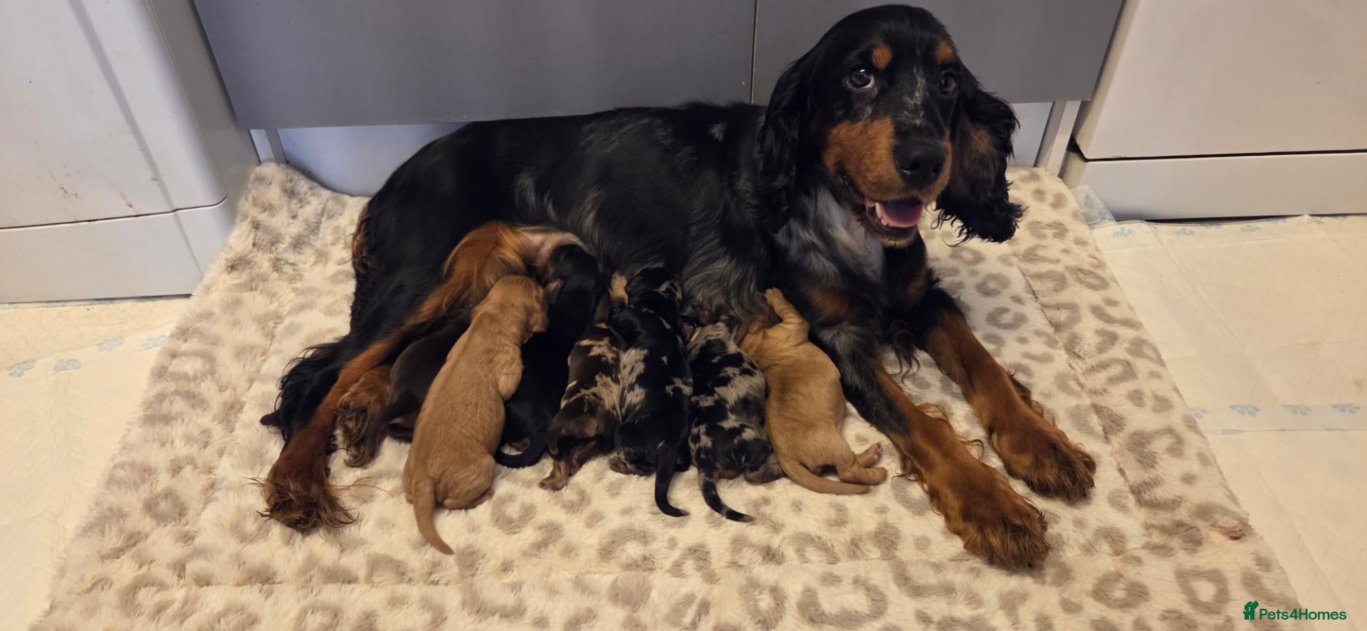 Cocker Spaniel dogs 7 Absolutely Stunning Cocker Spaniel Puppies.  - Advert 1