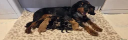Cocker Spaniel dogs for sale: 7 Absolutely Stunning Cocker Spaniel Puppies.  - Advert 1