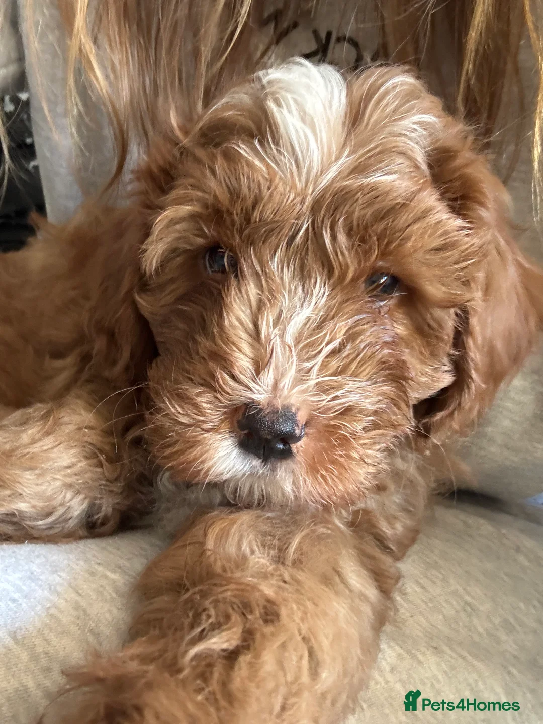 Cavapoo dogs for sale: Beautiful F1b Cavapoo Puppies – Ready Mid February - Advert 1