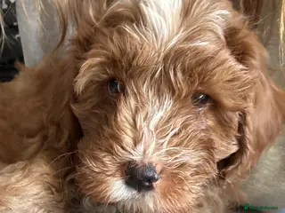 Cavapoo dogs Beautiful F1b Cavapoo Puppies – Ready Mid February - Advert 4