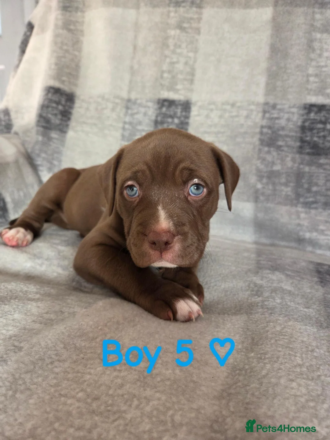 Mixed Breed dogs for sale: 11 stunning American bulldog/Staff puppies *Merle* in Halesowen - Advert 14