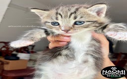 Mixed Breed cats for sale: ⭐️ BENGAL KITTEN FOR SALE! ⭐️ 🩷❤️🧡💛💚🩵💙💜 - Image 7