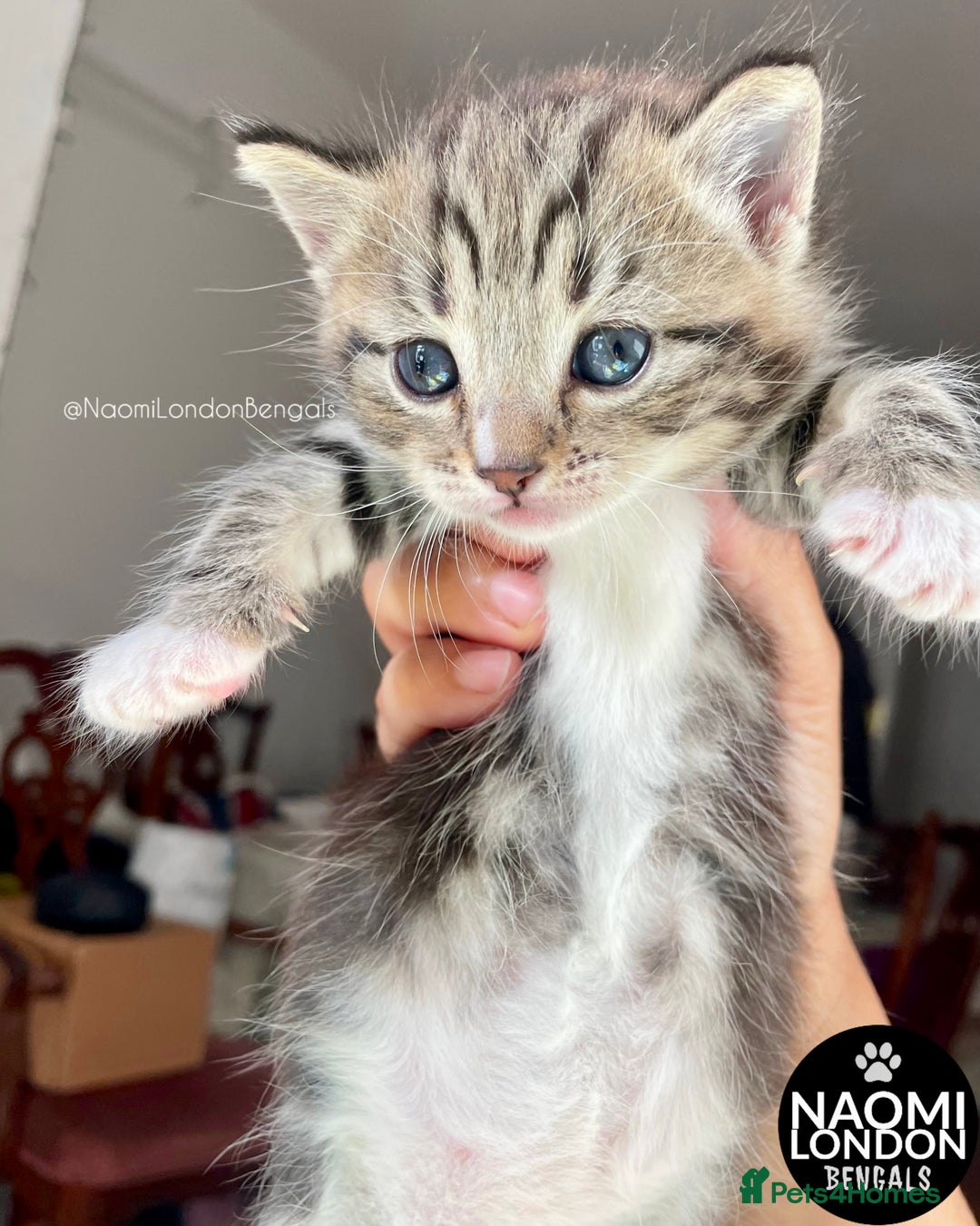 Mixed Breed cats for sale: ⭐️ BENGAL KITTEN FOR SALE! ⭐️ 🩷❤️🧡💛💚🩵💙💜 - Image 7