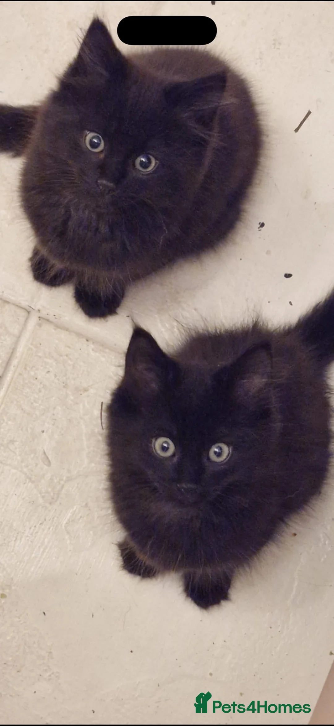Maine Coon cats for sale: Half maine coon kittens black in Maidstone - Advert 7