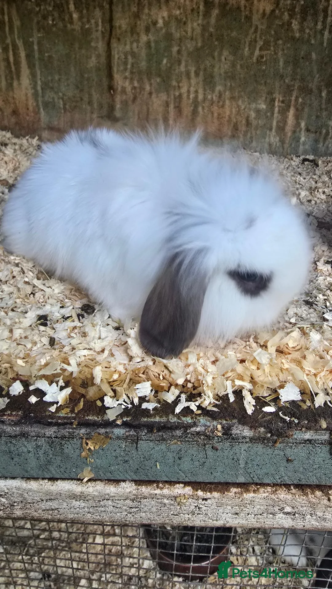 Mini Lop rabbits for sale: Mini Lop Baby Rabbits - Advert 2