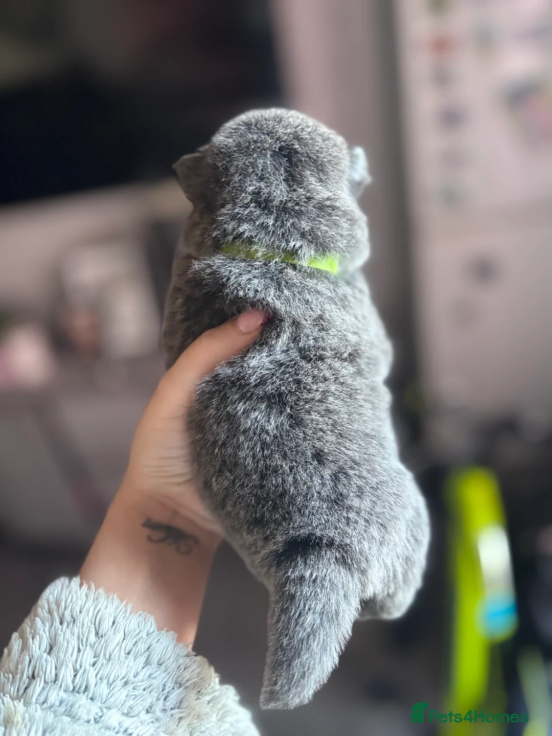 Mixed Breed dogs for sale: Chowpom puppies - Advert 25