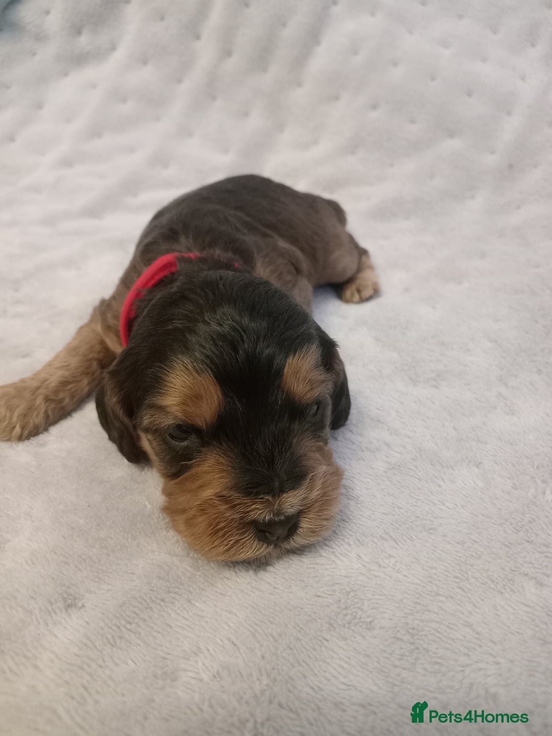 Cockapoo dogs for sale: 🐶Beautiful F1 Cockapoo Puppies🐾 - Image 2