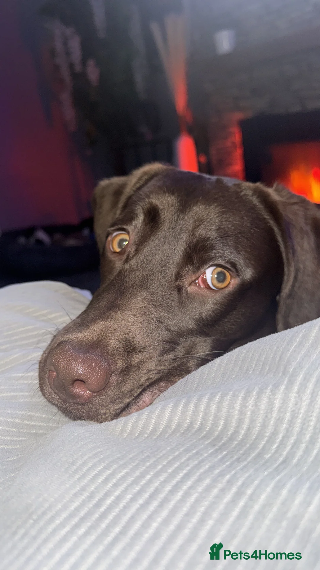 Labrador Retriever dogs for sale: Chocolate Labrador  in Coventry - Advert 2