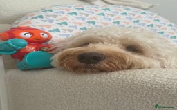 Cockapoo dogs for stud: Stud Dog Available – Cockapoo  - Image 2