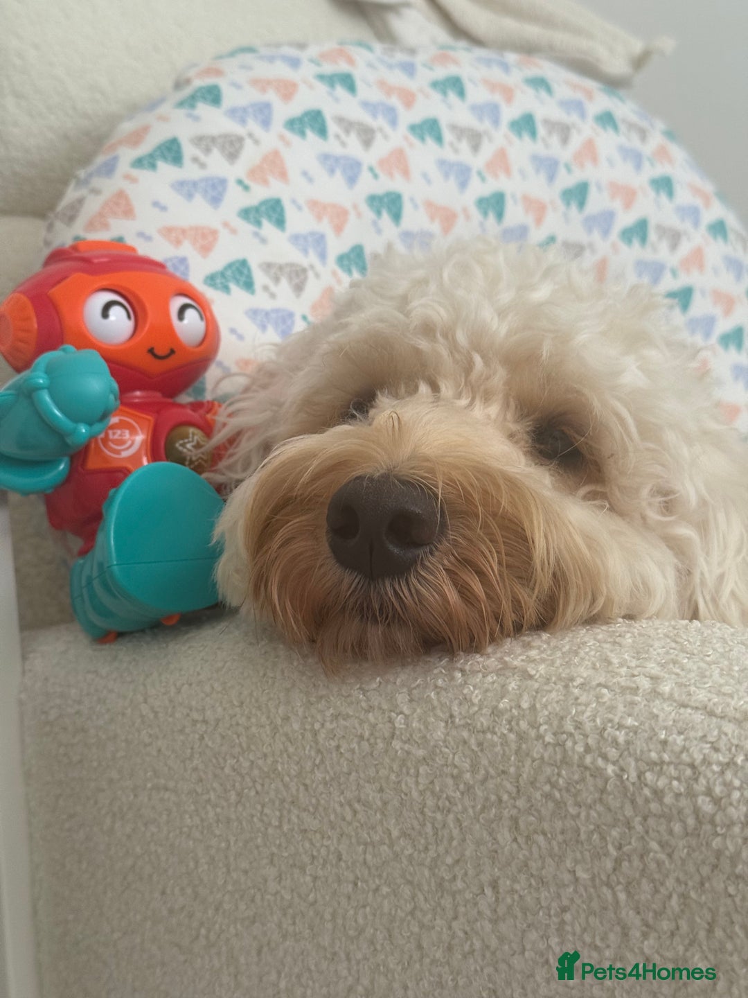 Cockapoo dogs for stud: Stud Dog Available – Cockapoo  - Image 2