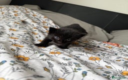 Maine Coon cats for sale: Maine coon x Russian Blue - Image 7