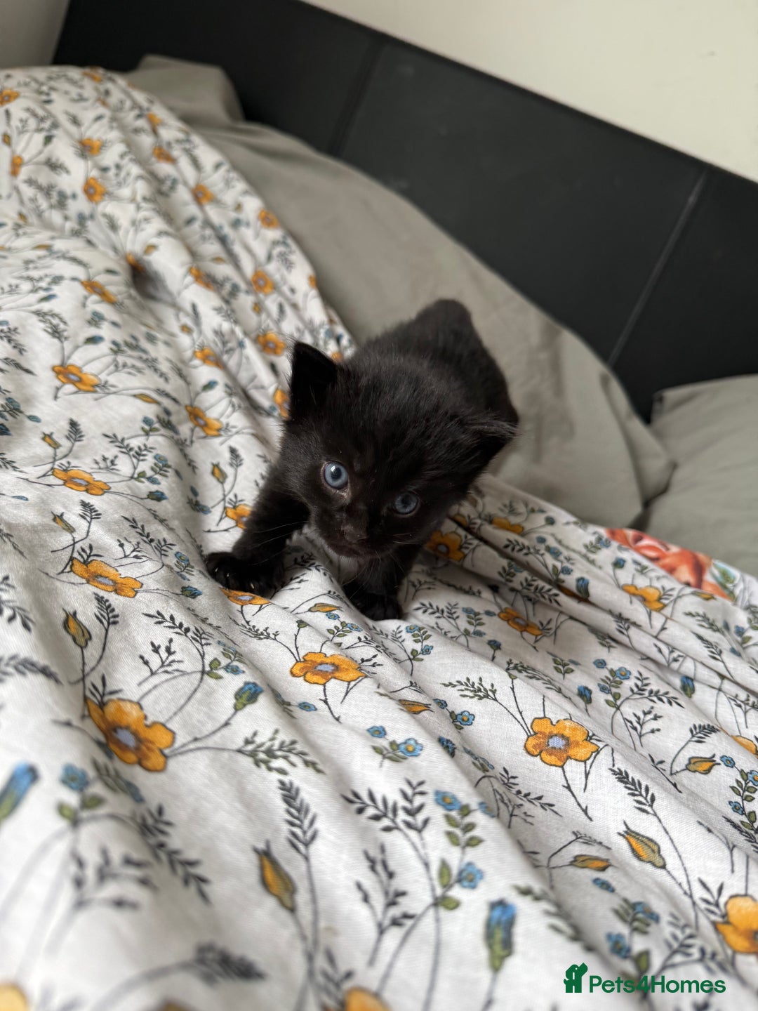 Maine Coon cats for sale: Maine coon x Russian Blue - Image 7