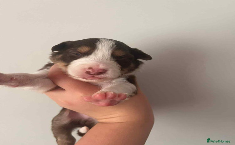 Border Collie dogs - Advert 2