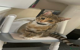 Domestic Shorthair cats for sale: Tabico Kitten - Image 3