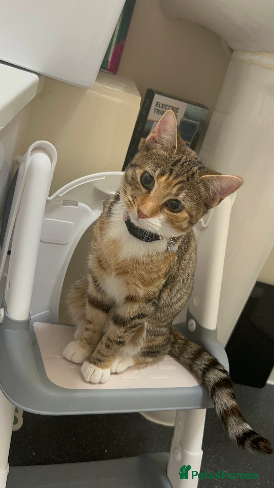 Domestic Shorthair cats for sale: Tabico Kitten - Image 3