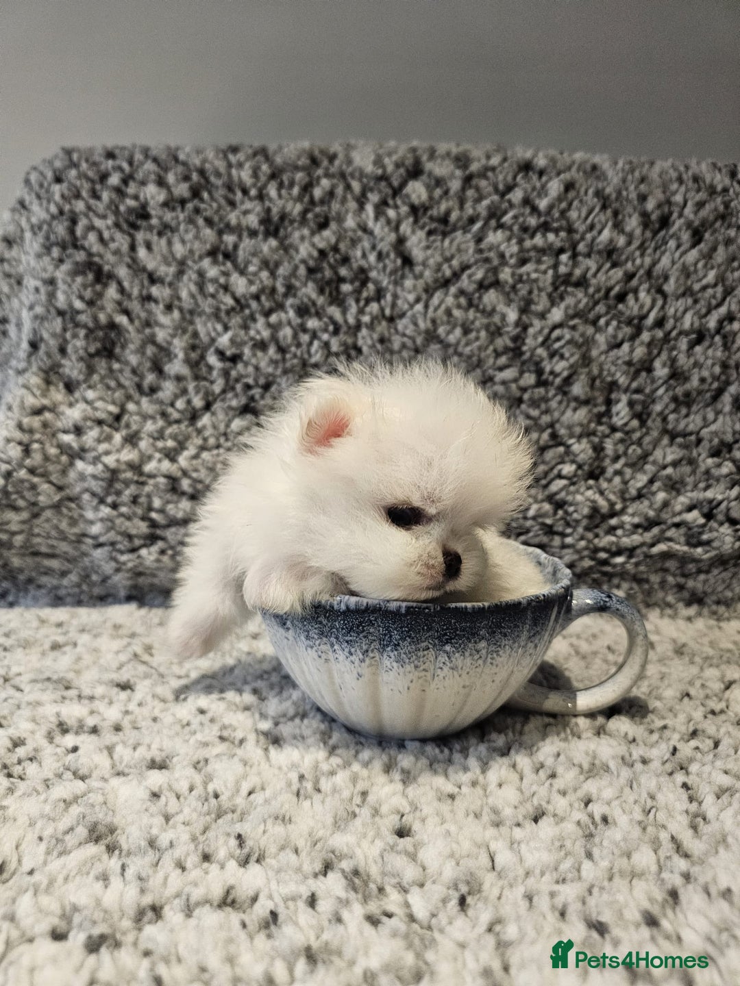 Pomeranian dogs for sale: Adorable mini Pomeranian ❤ - Advert 21