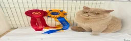 British Shorthair cats for stud: Super champion Fawn import for stud  - Advert 2