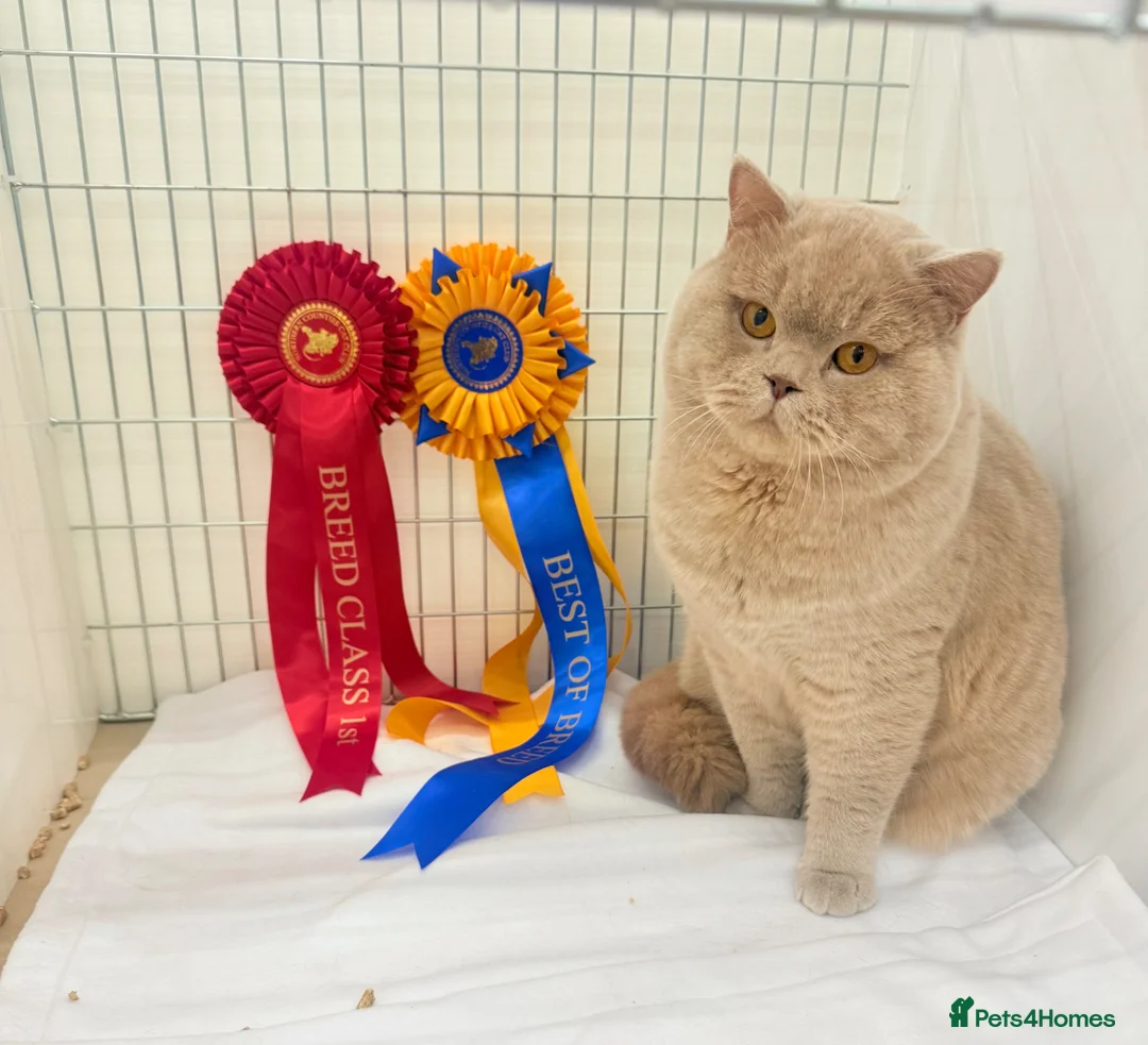 British Shorthair cats for stud: Super champion Fawn import for stud  - Advert 2
