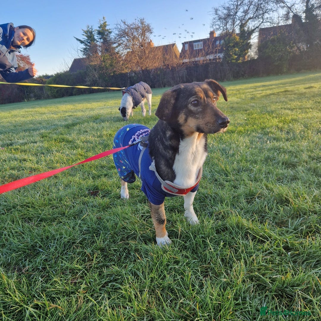 Mixed Breed dogs for adoption: Lessy  - Advert 12