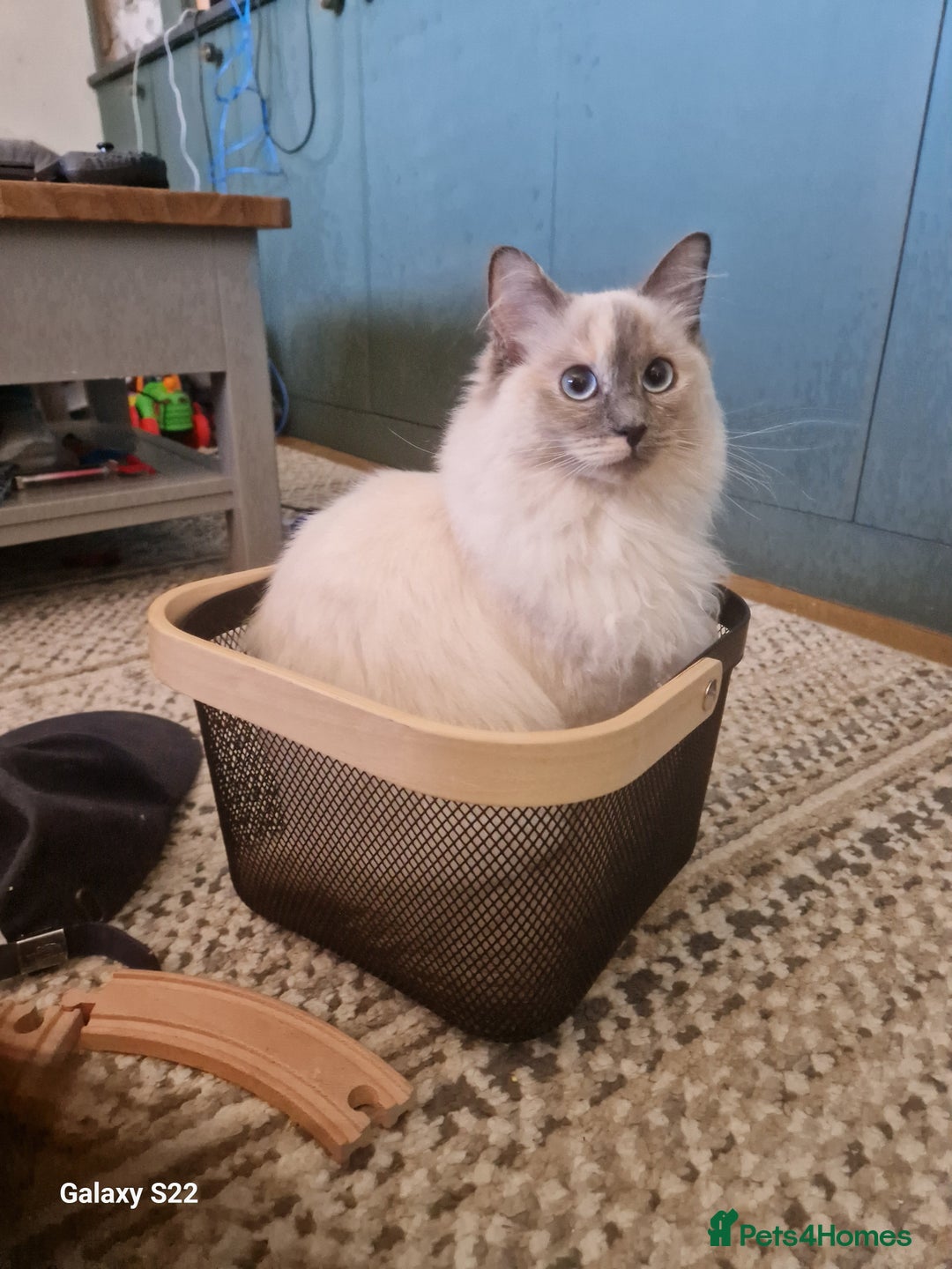 Ragdoll cats for sale: Half ragdolls looking for their forever home  - Image 5
