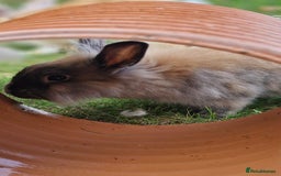 Lionhead rabbits for sale: Cute Lionhead Bunnies - Image 5
