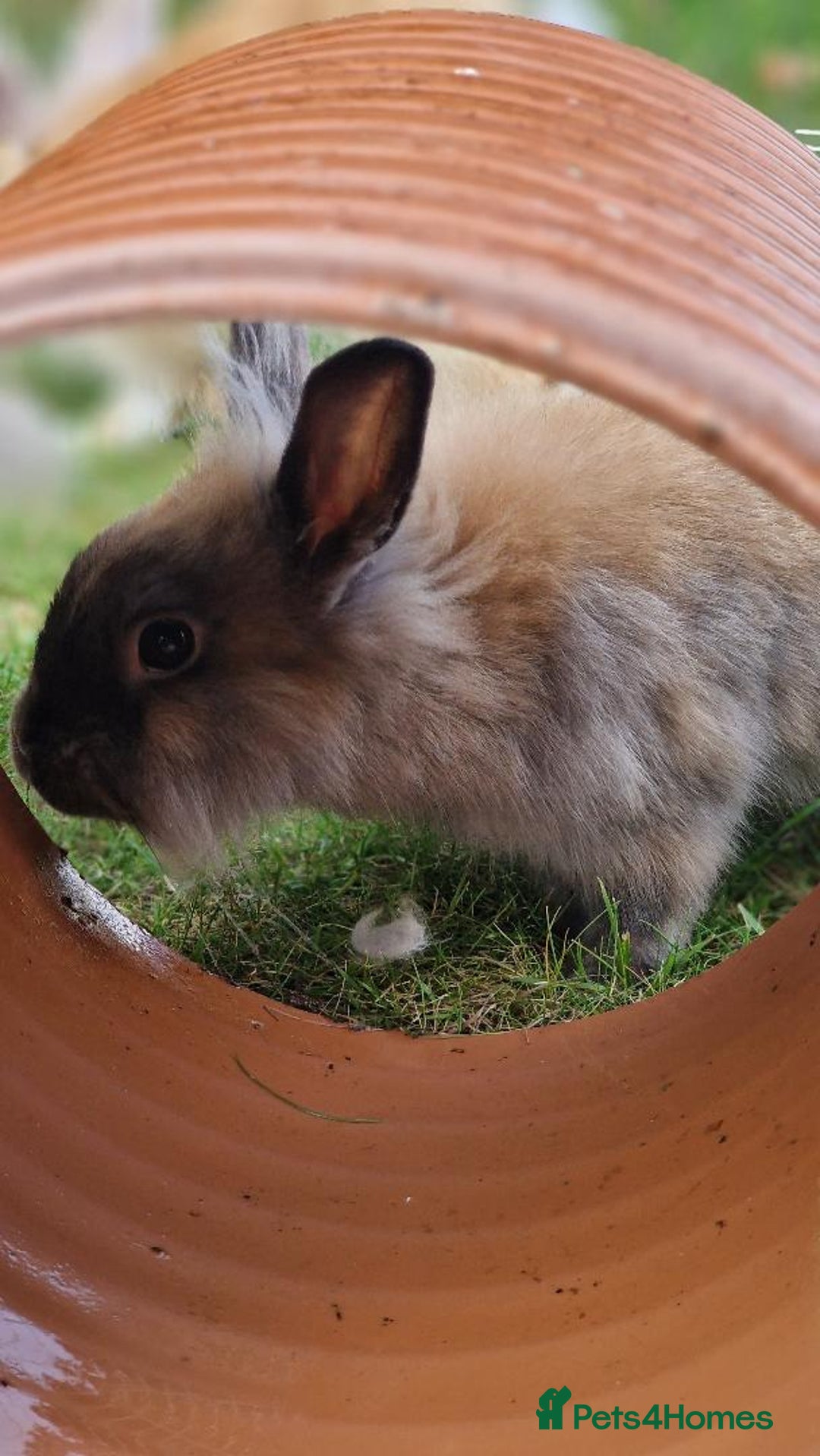 Lionhead rabbits for sale: Cute Lionhead Bunnies - Image 5